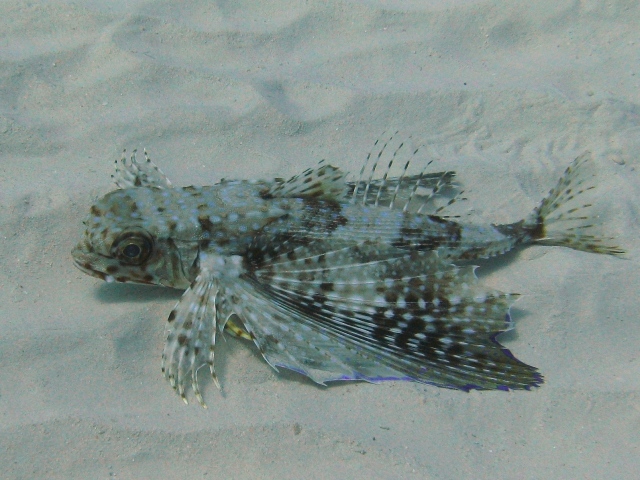 Dactylopterus volitans / pesce civetta